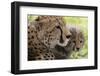 Cheetah (Acynonix Jubatus) and Cub, Masai Mara National Reserve, Kenya, East Africa, Africa-Sergio Pitamitz-Framed Photographic Print