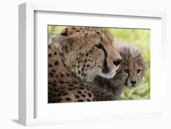 Cheetah (Acynonix Jubatus) and Cub, Masai Mara National Reserve, Kenya, East Africa, Africa-Sergio Pitamitz-Framed Photographic Print
