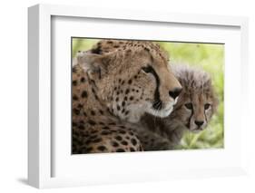 Cheetah (Acynonix Jubatus) and Cub, Masai Mara National Reserve, Kenya, East Africa, Africa-Sergio Pitamitz-Framed Photographic Print