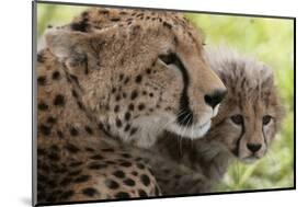 Cheetah (Acynonix Jubatus) and Cub, Masai Mara National Reserve, Kenya, East Africa, Africa-Sergio Pitamitz-Mounted Photographic Print