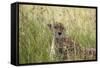 Cheetah (Acynonix Jubatus), Masai Mara National Reserve, Kenya, East Africa, Africa-Sergio Pitamitz-Framed Stretched Canvas