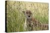 Cheetah (Acynonix Jubatus), Masai Mara National Reserve, Kenya, East Africa, Africa-Sergio Pitamitz-Stretched Canvas