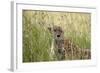 Cheetah (Acynonix Jubatus), Masai Mara National Reserve, Kenya, East Africa, Africa-Sergio Pitamitz-Framed Photographic Print