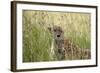 Cheetah (Acynonix Jubatus), Masai Mara National Reserve, Kenya, East Africa, Africa-Sergio Pitamitz-Framed Photographic Print