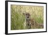 Cheetah (Acynonix Jubatus), Masai Mara National Reserve, Kenya, East Africa, Africa-Sergio Pitamitz-Framed Photographic Print