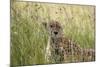 Cheetah (Acynonix Jubatus), Masai Mara National Reserve, Kenya, East Africa, Africa-Sergio Pitamitz-Mounted Photographic Print
