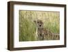 Cheetah (Acynonix Jubatus), Masai Mara National Reserve, Kenya, East Africa, Africa-Sergio Pitamitz-Framed Photographic Print