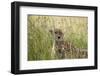 Cheetah (Acynonix Jubatus), Masai Mara National Reserve, Kenya, East Africa, Africa-Sergio Pitamitz-Framed Photographic Print