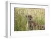 Cheetah (Acynonix Jubatus), Masai Mara National Reserve, Kenya, East Africa, Africa-Sergio Pitamitz-Framed Photographic Print