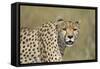 Cheetah Adult Female-null-Framed Stretched Canvas