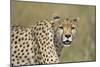 Cheetah Adult Female-null-Mounted Photographic Print