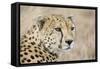 Cheetah Adult Male-null-Framed Stretched Canvas