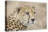 Cheetah Adult Male-null-Stretched Canvas