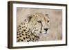 Cheetah Adult Male-null-Framed Photographic Print