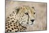 Cheetah Adult Male-null-Mounted Photographic Print