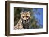 Cheetah Against Blue Sky, Amani Lodge, Near Windhoek, Namibia, Africa-Lee Frost-Framed Photographic Print