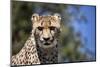 Cheetah Against Blue Sky, Amani Lodge, Near Windhoek, Namibia, Africa-Lee Frost-Mounted Photographic Print