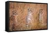 Cheetah Alpine Glow-Jeffrey C. Sink-Framed Stretched Canvas