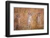 Cheetah Alpine Glow-Jeffrey C. Sink-Framed Photographic Print