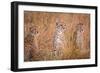 Cheetah Alpine Glow-Jeffrey C. Sink-Framed Photographic Print