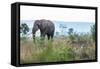 Cheetah and African elephant , Kruger Nat'l Park, South Africa, Africa-Christian Kober-Framed Stretched Canvas