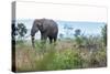 Cheetah and African elephant , Kruger Nat'l Park, South Africa, Africa-Christian Kober-Stretched Canvas