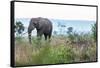 Cheetah and African elephant , Kruger Nat'l Park, South Africa, Africa-Christian Kober-Framed Stretched Canvas