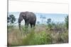 Cheetah and African elephant , Kruger Nat'l Park, South Africa, Africa-Christian Kober-Stretched Canvas