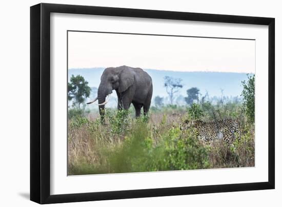 Cheetah and African elephant , Kruger Nat'l Park, South Africa, Africa-Christian Kober-Framed Photographic Print