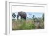 Cheetah and African elephant , Kruger Nat'l Park, South Africa, Africa-Christian Kober-Framed Photographic Print