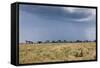 Cheetah and Approaching Storm-Paul Souders-Framed Stretched Canvas