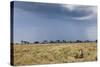 Cheetah and Approaching Storm-Paul Souders-Stretched Canvas