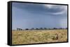 Cheetah and Approaching Storm-Paul Souders-Framed Stretched Canvas