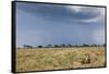 Cheetah and Approaching Storm-Paul Souders-Framed Stretched Canvas