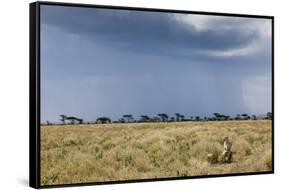 Cheetah and Approaching Storm-Paul Souders-Framed Stretched Canvas