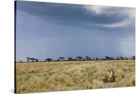 Cheetah and Approaching Storm-Paul Souders-Stretched Canvas