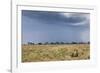 Cheetah and Approaching Storm-Paul Souders-Framed Photographic Print