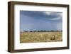 Cheetah and Approaching Storm-Paul Souders-Framed Photographic Print