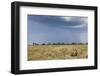 Cheetah and Approaching Storm-Paul Souders-Framed Photographic Print