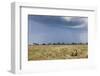 Cheetah and Approaching Storm-Paul Souders-Framed Photographic Print