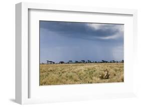 Cheetah and Approaching Storm-Paul Souders-Framed Photographic Print