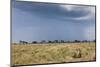 Cheetah and Approaching Storm-Paul Souders-Mounted Photographic Print