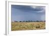 Cheetah and Approaching Storm-Paul Souders-Framed Photographic Print