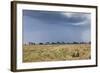 Cheetah and Approaching Storm-Paul Souders-Framed Photographic Print