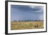 Cheetah and Approaching Storm-Paul Souders-Framed Photographic Print