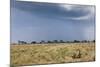 Cheetah and Approaching Storm-Paul Souders-Mounted Photographic Print