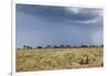 Cheetah and Approaching Storm-Paul Souders-Framed Photographic Print
