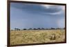 Cheetah and Approaching Storm-Paul Souders-Framed Photographic Print