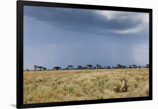 Cheetah and Approaching Storm-Paul Souders-Framed Photographic Print