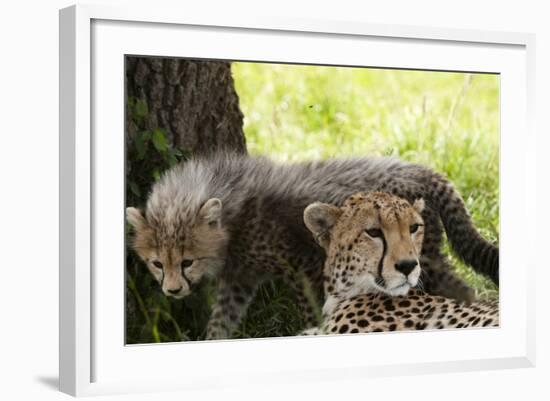 Cheetah and Cub, Masai Mara, Kenya-Sergio Pitamitz-Framed Photographic Print